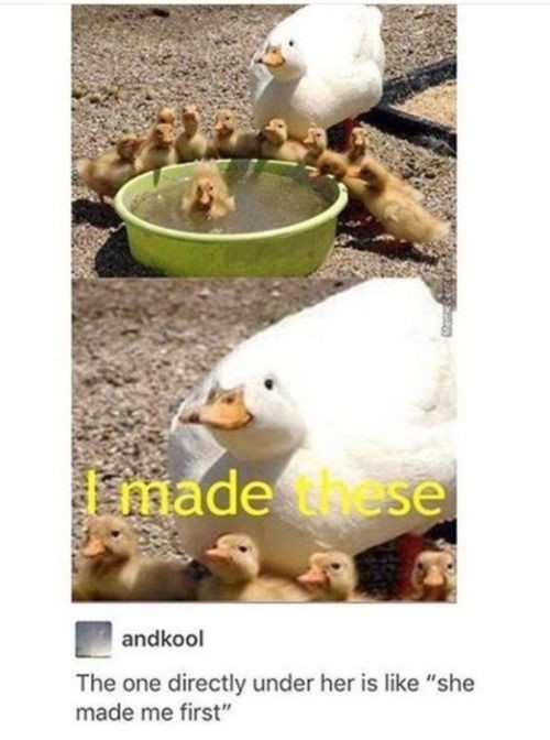duck memes - made ese andkool The one directly under her is she made me first