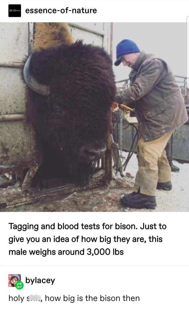 absolute unit - on essenceofnature Tagging and blood tests for bison. Just to give you an idea of how big they are, this male weighs around 3,000 lbs bylacey holys..., how big is the bison then