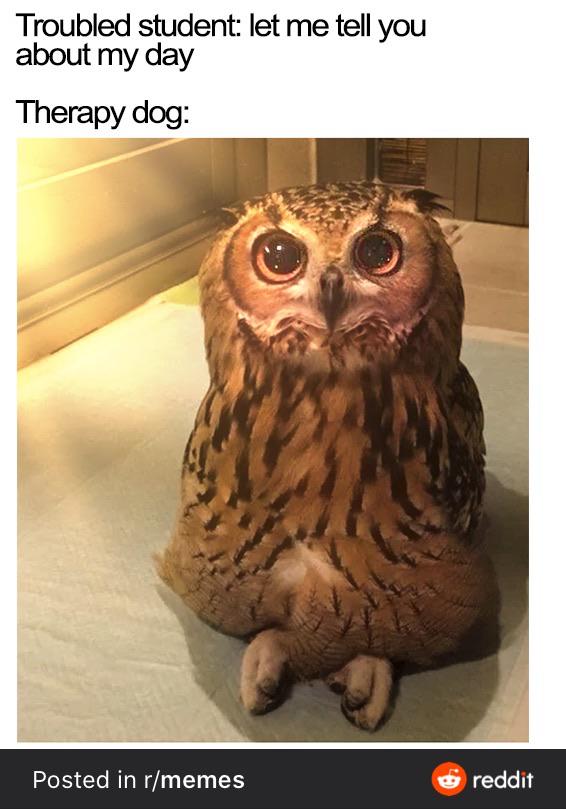 owl - Troubled student let me tell you about my day Therapy dog Posted in rmemes reddit
