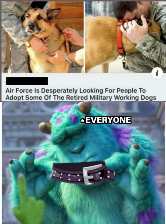 ll take your entire stock military dogs - Air Force Is Desperately Looking For People To Adopt Some Of The Retired Military Working Dogs Everyone