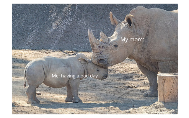 san diego zoo rhino edward - My mom Me having a bad day