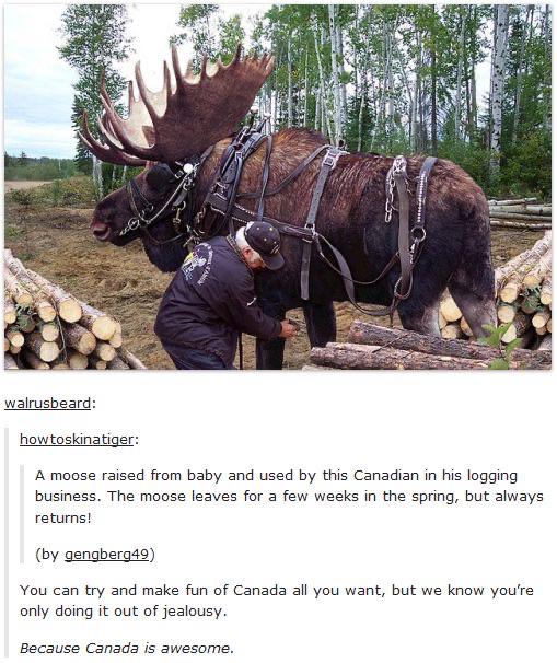 funny moose - walrusbeard howtoskinatiger A moose raised from baby and used by this Canadian in his logging business. The moose leaves for a few weeks in the spring, but always returns! by gengberg49 You can try and make fun of Canada all you want, but we