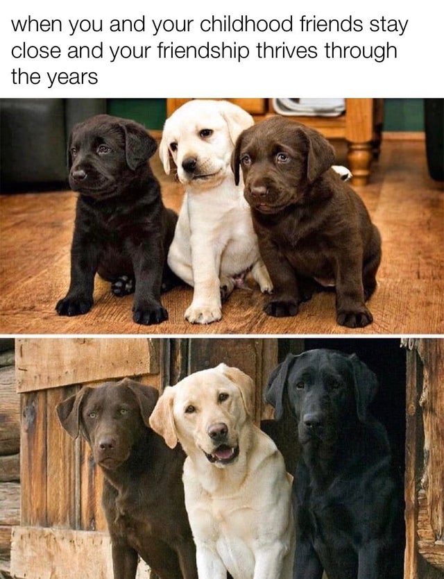 neapolitan labrador - when you and your childhood friends stay close and your friendship thrives through the years