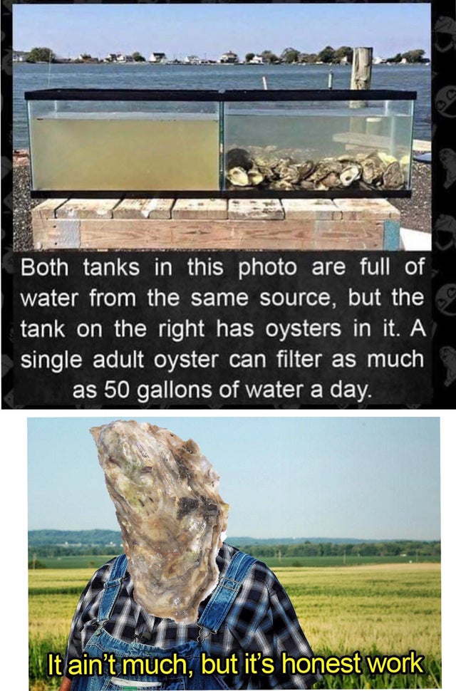 grass - Both tanks in this photo are full of water from the same source, but the tank on the right has oysters in it. A single adult oyster can filter as much as 50 gallons of water a day. KIt ain't much, but it's honest work