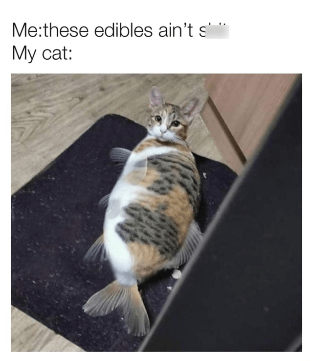 Methese edibles ain't s'". My cat