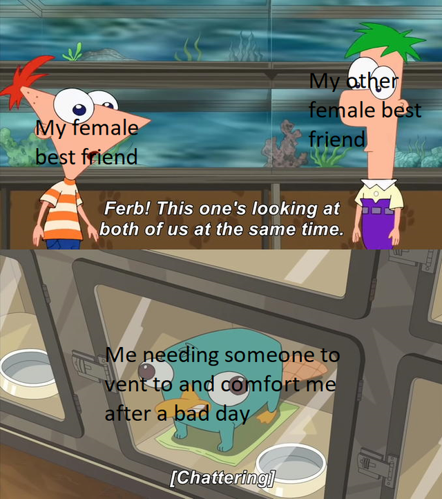 phineas and ferb meme template - My Other female best friend My female best friend Ferb! This one's looking at both of us at the same time. Me needing someone to vent to and comfort me after a bad day Chattering