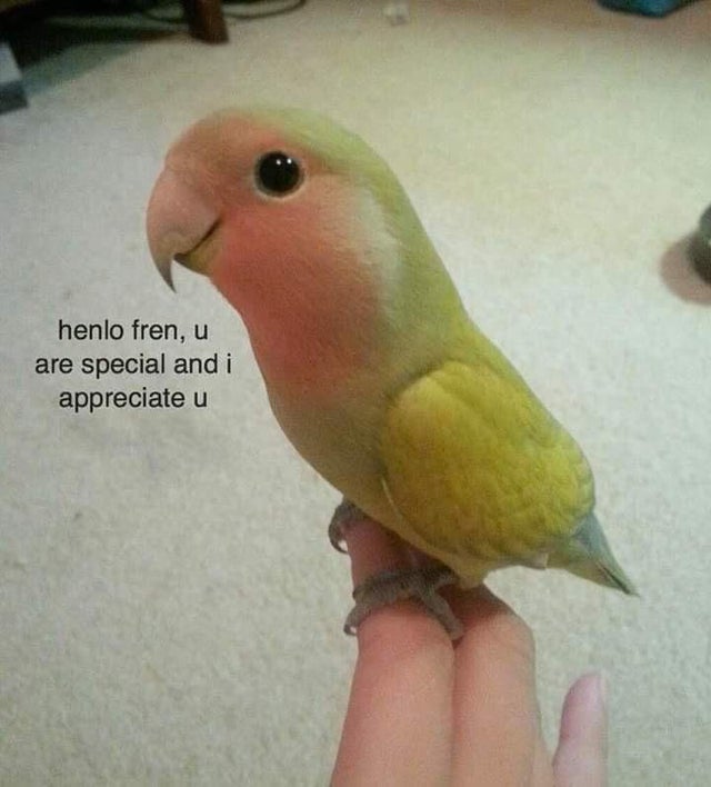 cute lovebird - henlo fren, u are special and i appreciate u
