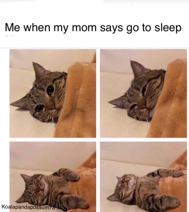 im not tired cat meme - Me when my mom says go to sleep Koalapandapossums
