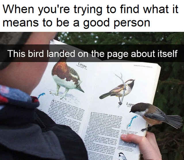 dat me bird - When you're trying to find what it means to be a good person This bird landed on the page about itself Lieype