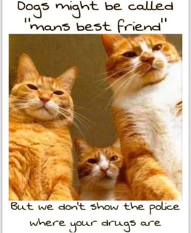if cats were humans - Dogs might be called "mans best friend" But we don't show the police where your drugs are