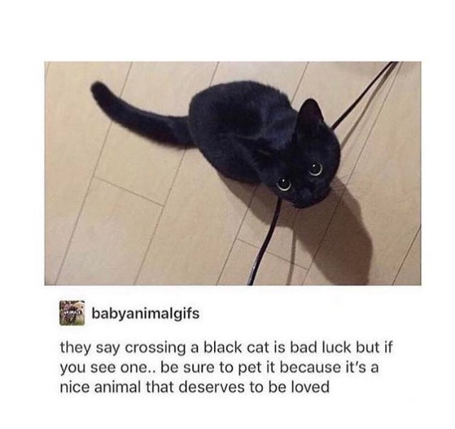 cutest black cat in the world - babyanimalgifs they say crossing a black cat is bad luck but if you see one.. be sure to pet it because it's a nice animal that deserves to be loved