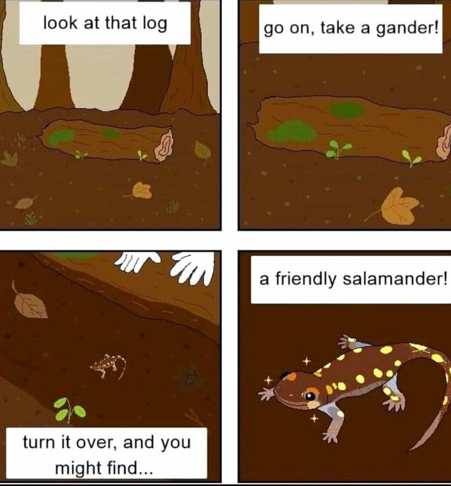 my silly comics forest finds - look at that log go on, take a gander! a friendly salamander! turn it over, and you might find...