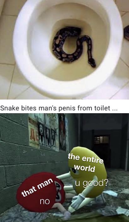 random memes - u ok no - Snake bites man's penis from toilet ... the entire world u good? that man no