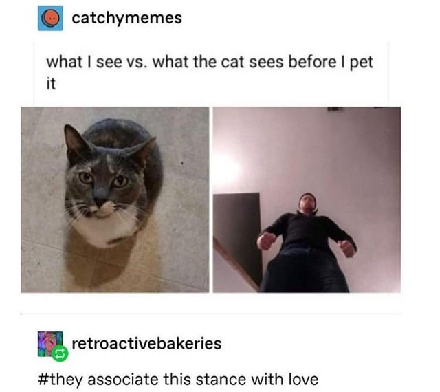 random memes - Twenty One Pilots - catchymemes what I see vs. what the cat sees before I pet 2. retroactivebakeries associate this stance with love