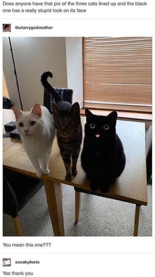 three cats meme - Does anyone have that pic of the three cats lined up and the black one has a really stupid look on its face thelarrygodmother You mean this one??? sneakyfeets Yes thank you