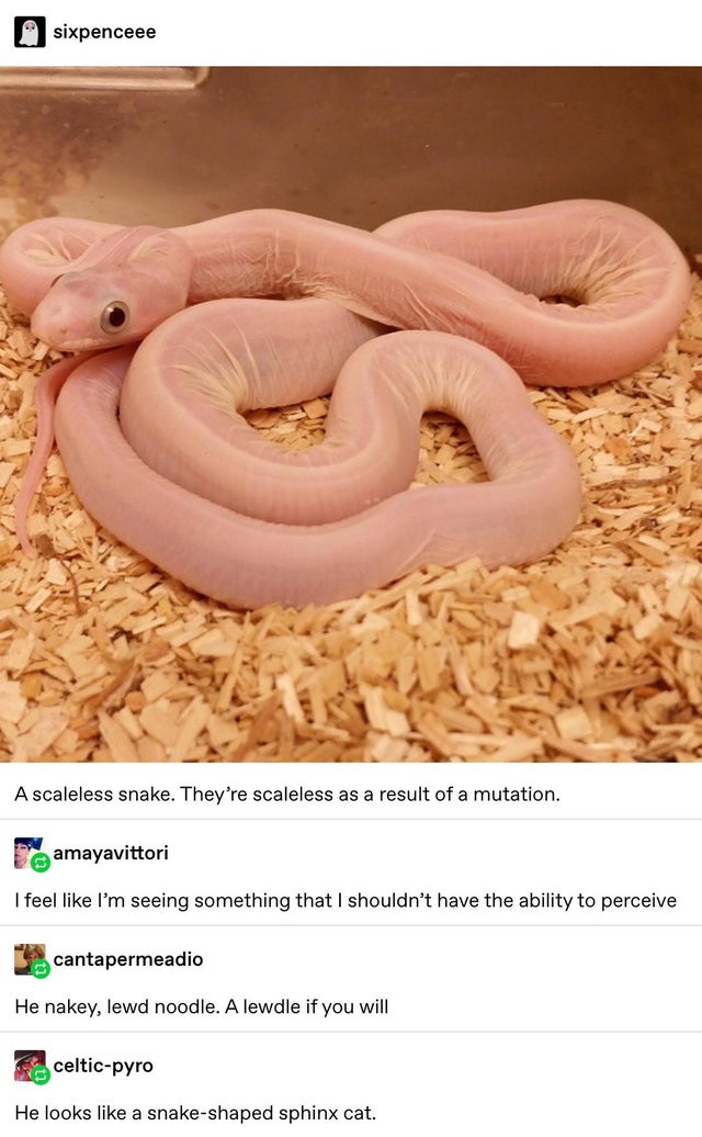 scaleless snake - sixpenceee A scaleless snake. They're scaleless as a result of a mutation. D amayavittori I feel I'm seeing something that I shouldn't have the ability to perceive cantapermeadio He nakey, lewd noodle. A lewdle if you will celticpyro He 