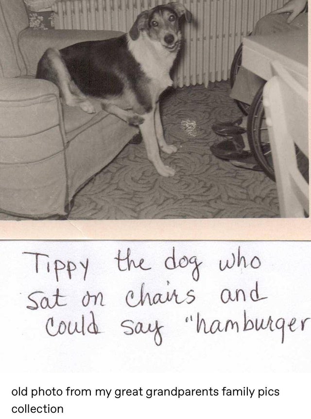 dog - Tippy sat on could the dog who chairs and say "hamburger old photo from my great grandparents family pics collection