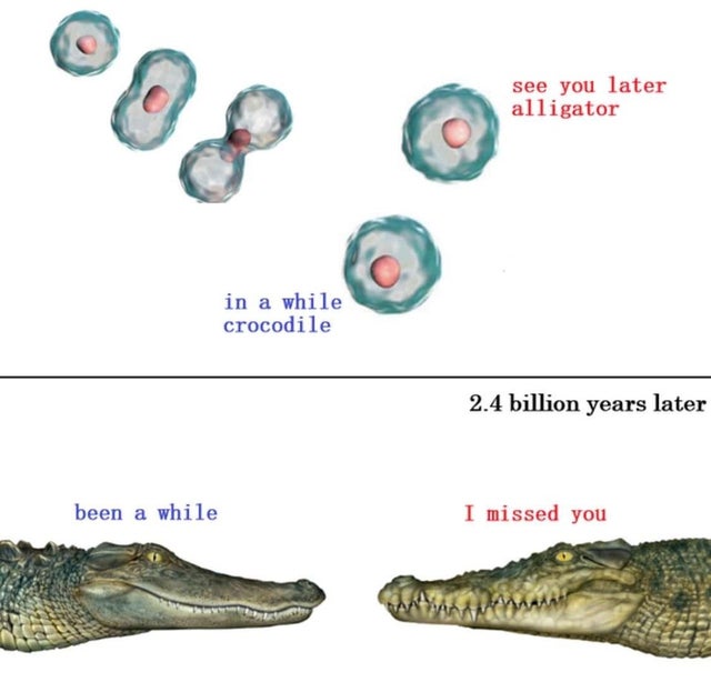 crocodile alligator meme - see you later alligator in a while crocodile 2.4 billion years later been a while I missed you