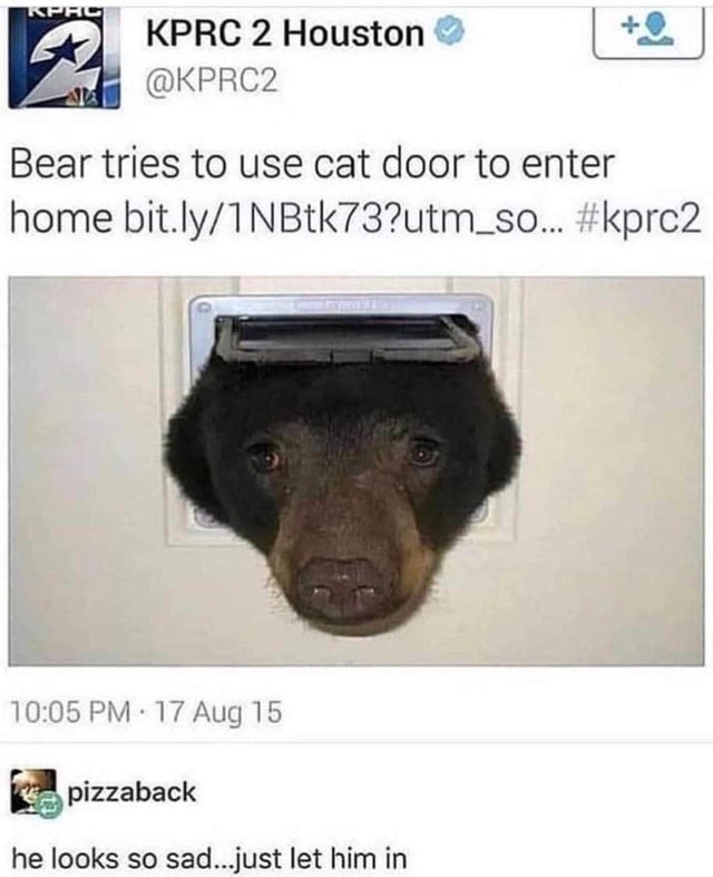 bear tries to enter cat door - Kprc Kprc 2 Houston Bear tries to use cat door to enter home bit.ly1NBtk73?utm_so... . 17 Aug 15 pizzaback he looks so sad...just let him in