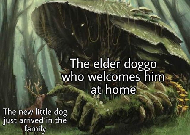 minecraft little brother memes - The elder doggo who welcomes him at home The new little dog just arrived in the family