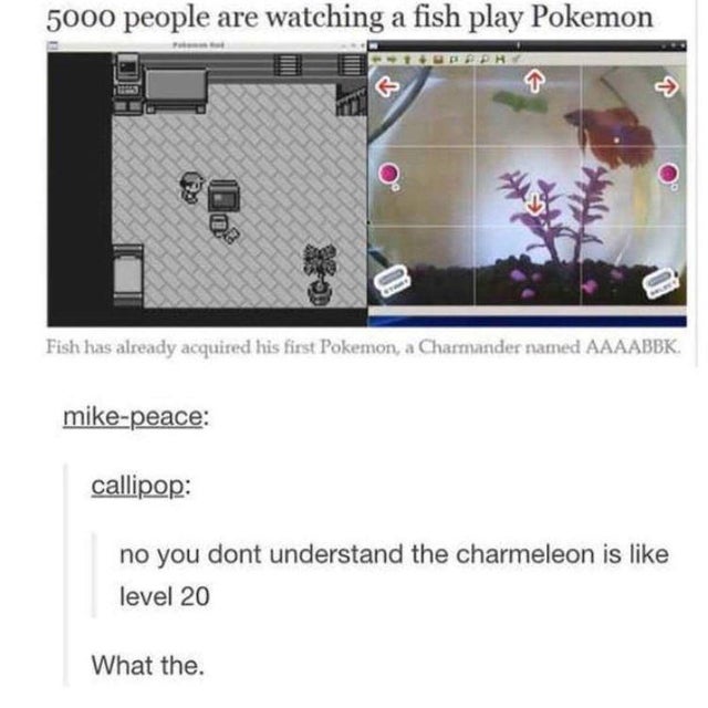 no you don t understand the charmeleon - 5000 people are watching a fish play Pokemon On Fish has already acquired his first Pokemon, a Charmander named Aaaabbk. mikepeace callipop no you dont understand the charmeleon is level 20 What the.