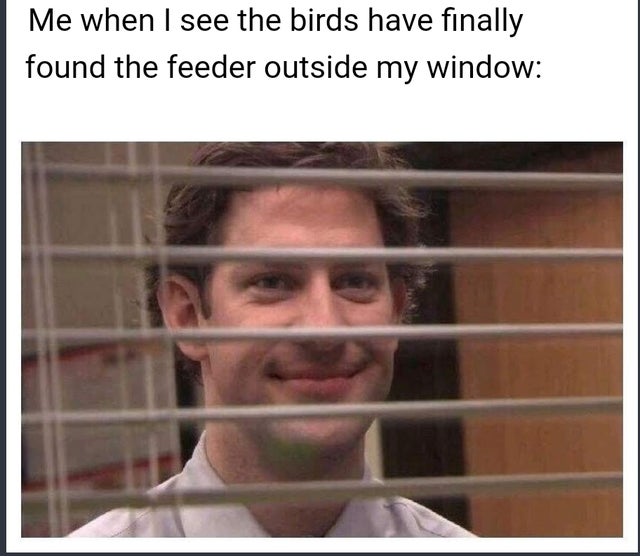 jim office meme - Me when I see the birds have finally found the feeder outside my window