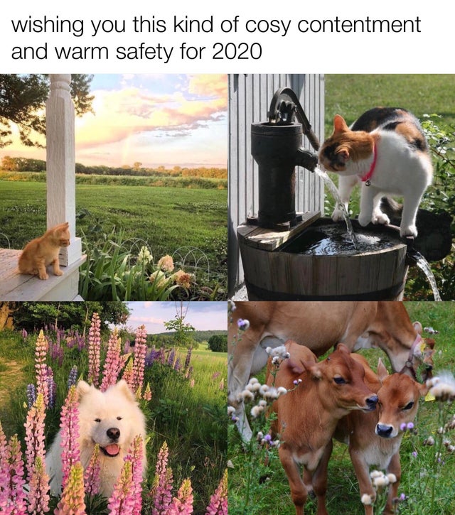 сохры собак - wishing you this kind of cosy contentment and warm safety for 2020