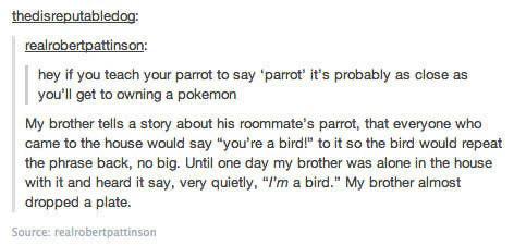 document - thedisreputabledog realrobertpattinson hey if you teach your parrot to say 'parrot' It's probably as close as you'll get to owning a pokemon My brother tells a story about his roommate's parrot, that everyone who came to the house would say "yo