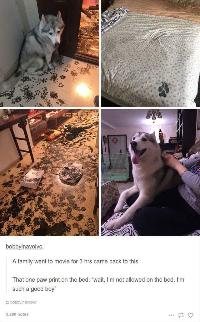 funny posts about cats - bobbyinavolvo A family went to movie for 3 hrs came back to this That one paw print on the bed "wait, I'm not allowed on the bed. I'm such a good boy" bobbyinavolvo 3,260 notes
