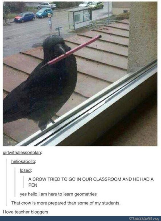 crow memes - girlwithalessonplan heliosapollo losed A Crow Tried To Go In Our Classroom And He Had A Pen yes hello i am here to learn geometries That crow is more prepared than some of my students. I love teacher bloggers Strangebeaver.Com