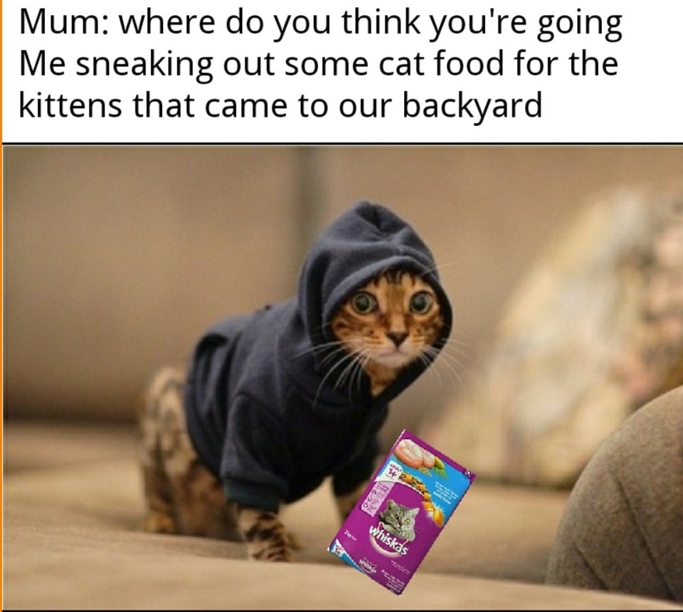kitten in a hoodie - Mum where do you think you're going Me sneaking out some cat food for the kittens that came to our backyard Vhiskas