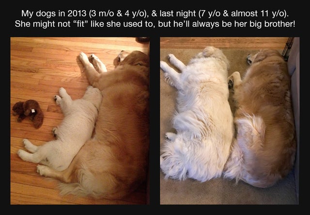 photo caption - My dogs in 2013 3 mo & 4 yo, & last night 7 yo & almost 11 yo. She might not "fit" she used to, but he'll always be her big brother!