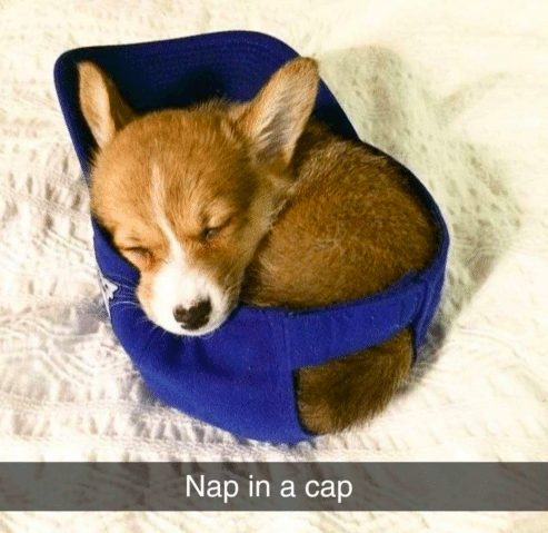 cute puppies - Nap in a cap