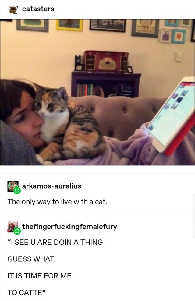 Cat - catasters 2. arkamosaurelius The only way to live with a cat. thefingerfuckingfemalefury "I See U Are Doin A Thing Guess What It Is Time For Me To Catte