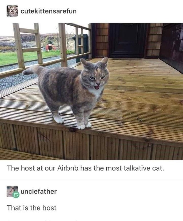 cat airbnb host meme - cutekittensarefun The host at our Airbnb has the most talkative cat. unclefather That is the host