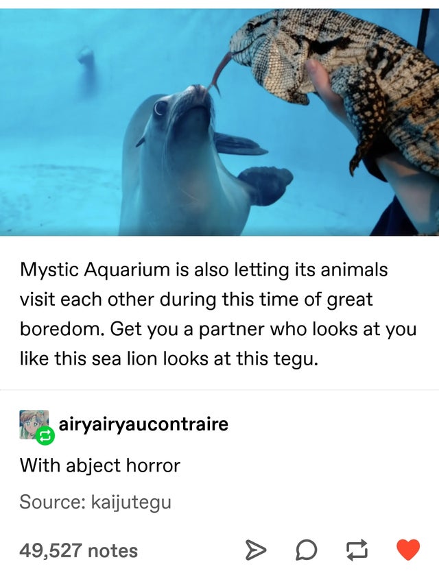dolphin - Mystic Aquarium is also letting its animals visit each other during this time of great boredom. Get you a partner who looks at you this sea lion looks at this tegu. N airyairyaucontraire With abject horror Source kaijutegu 49,527 notes