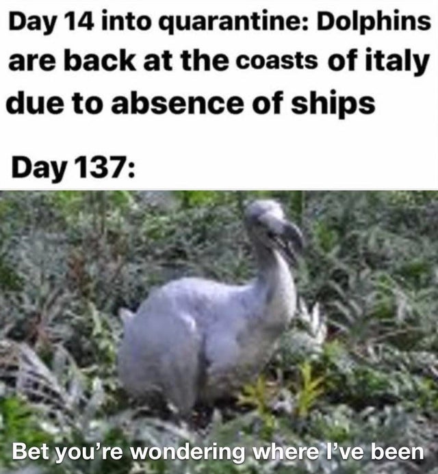 dodo - Day 14 into quarantine Dolphins are back at the coasts of italy due to absence of ships Day 137 Bet you're wondering where I've been