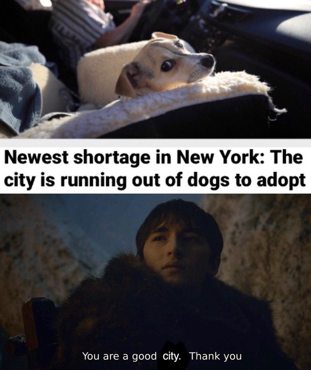 News - Newest shortage in New York The city is running out of dogs to adopt You are a good city. Thank you