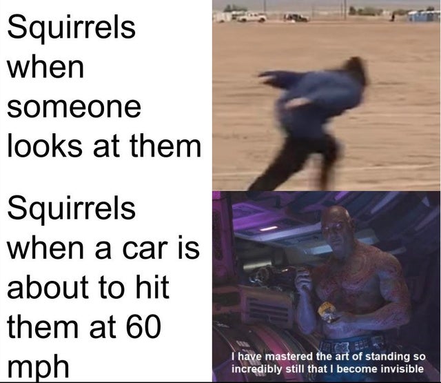photo caption - Squirrels when someone looks at them Squirrels when a car is about to hit them at 60 mph I have mastered the art of standing so incredibly still that I become invisible