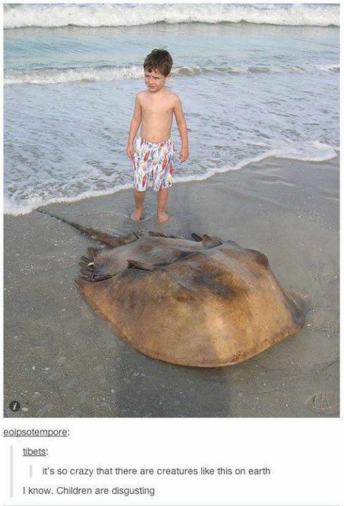 giant horseshoe crab - eoipsotempore tibets it's so crazy that there are creatures this on earth I know. Children are disgusting