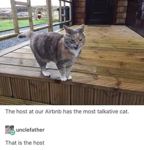 airbnb host meme - The host at our Airbnb has the most talkative cat. unclefather That is the host