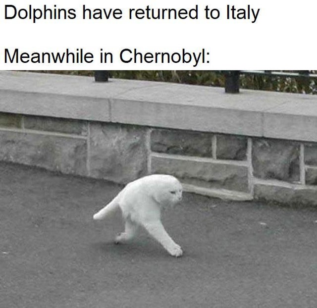 two legged cat - Dolphins have returned to Italy Meanwhile in Chernobyl
