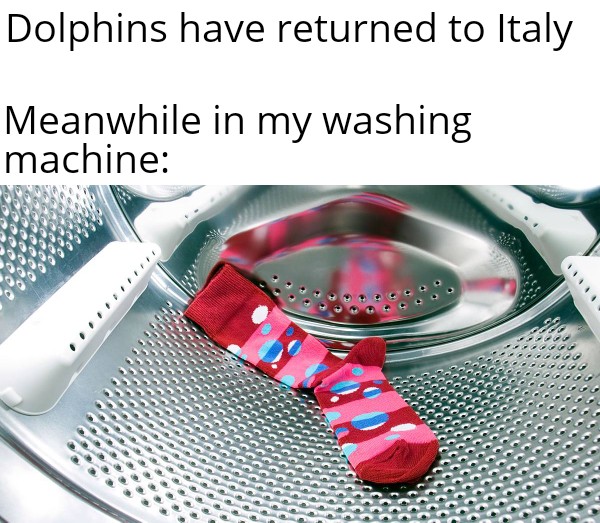 Dolphins have returned to Italy Meanwhile in my washing machine