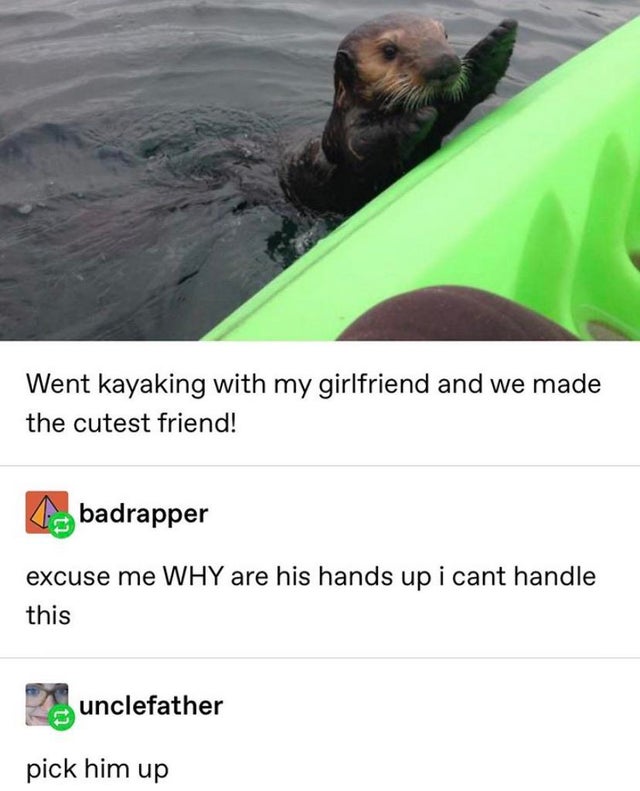 wholesome sea memes - Went kayaking with my girlfriend and we made the cutest friend! badrapper excuse me Why are his hands up i cant handle this unclefather pick him up