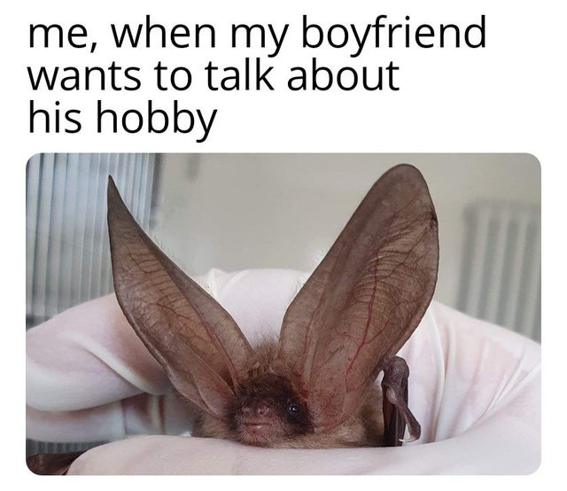 bat - me, when my boyfriend wants to talk about his hobby
