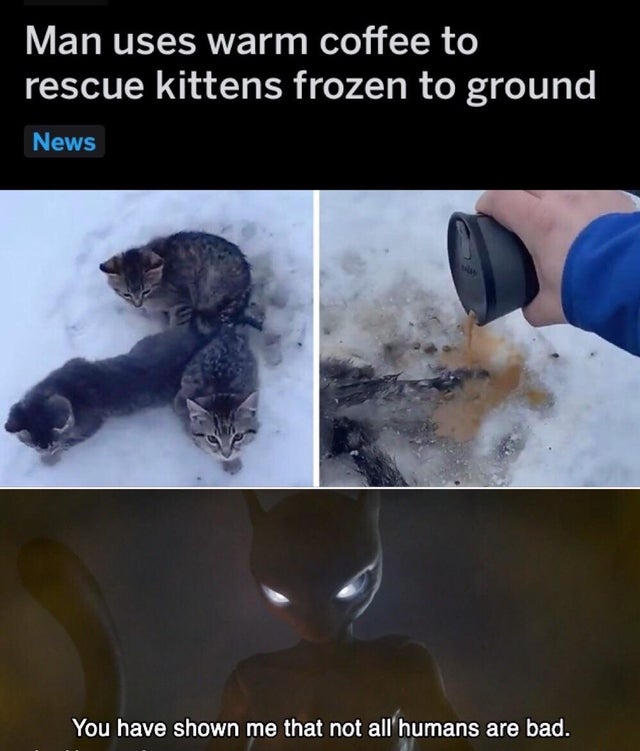 frozen kittens rescued with coffee - Man uses warm coffee to rescue kittens frozen to ground News You have shown me that not all humans are bad.