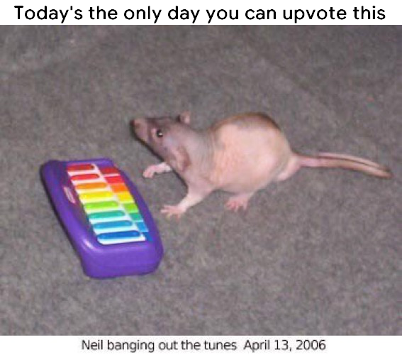 neil banging out his tunes - Today's the only day you can upvote this Neil banging out the tunes