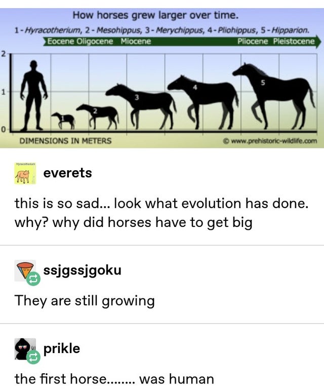 first horse was human - How horses grew larger over time. 1 Hyracotherium, 2 Mesohippus, 3 Merychippus, 4 Pliohippus, 5 Hipparion, Eocene Oligocene Miocene Pliocene Pleistocene Dimensions In Meters everets this is so sad... look what evolution has done. w