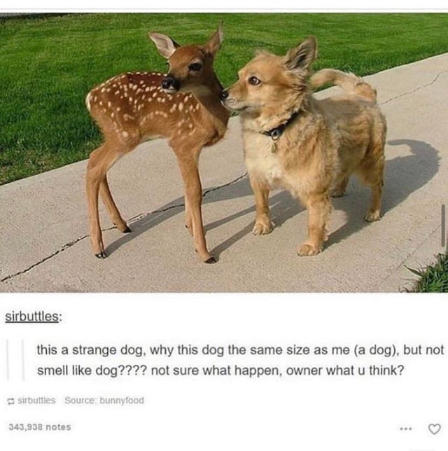 funny dog tumblr posts - sirbuttles this a strange dog, why this dog the same size as me a dog, but not smell dog???? not sure what happen, owner what u think? sirbuttles Source bunnyfood 343,938 notes