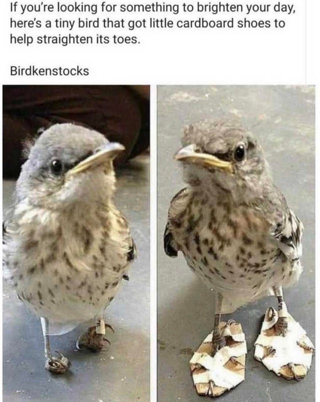 cute bird feet - If you're looking for something to brighten your day, here's a tiny bird that got little cardboard shoes to help straighten its toes. Birdkenstocks